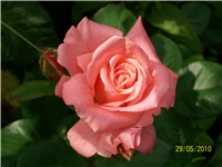 4caa7ab5-Picture 567.jpg